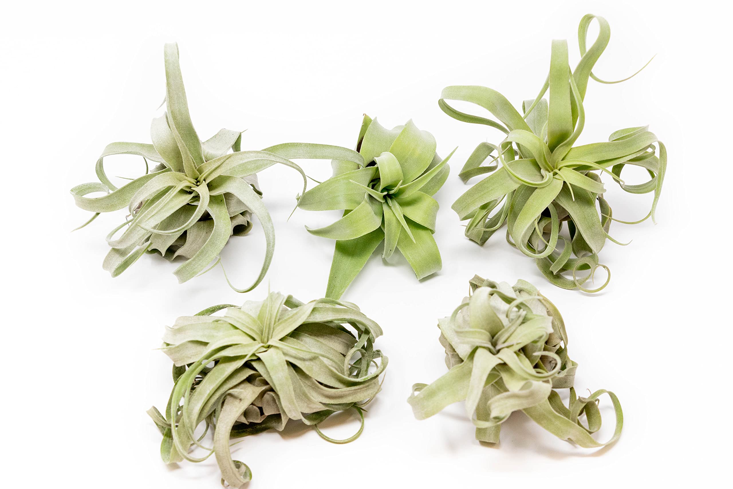 5 Pack Medium Air Plants Streptophylla - Live Tillandsia Succulent House Plants - Available In Wholesale And Bulk - Home And Gar