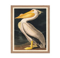 Poster Master Vintage John James Audubon Poster - Retro Animal Print - Gift for Artist, Friend - Nature World, American White Pe