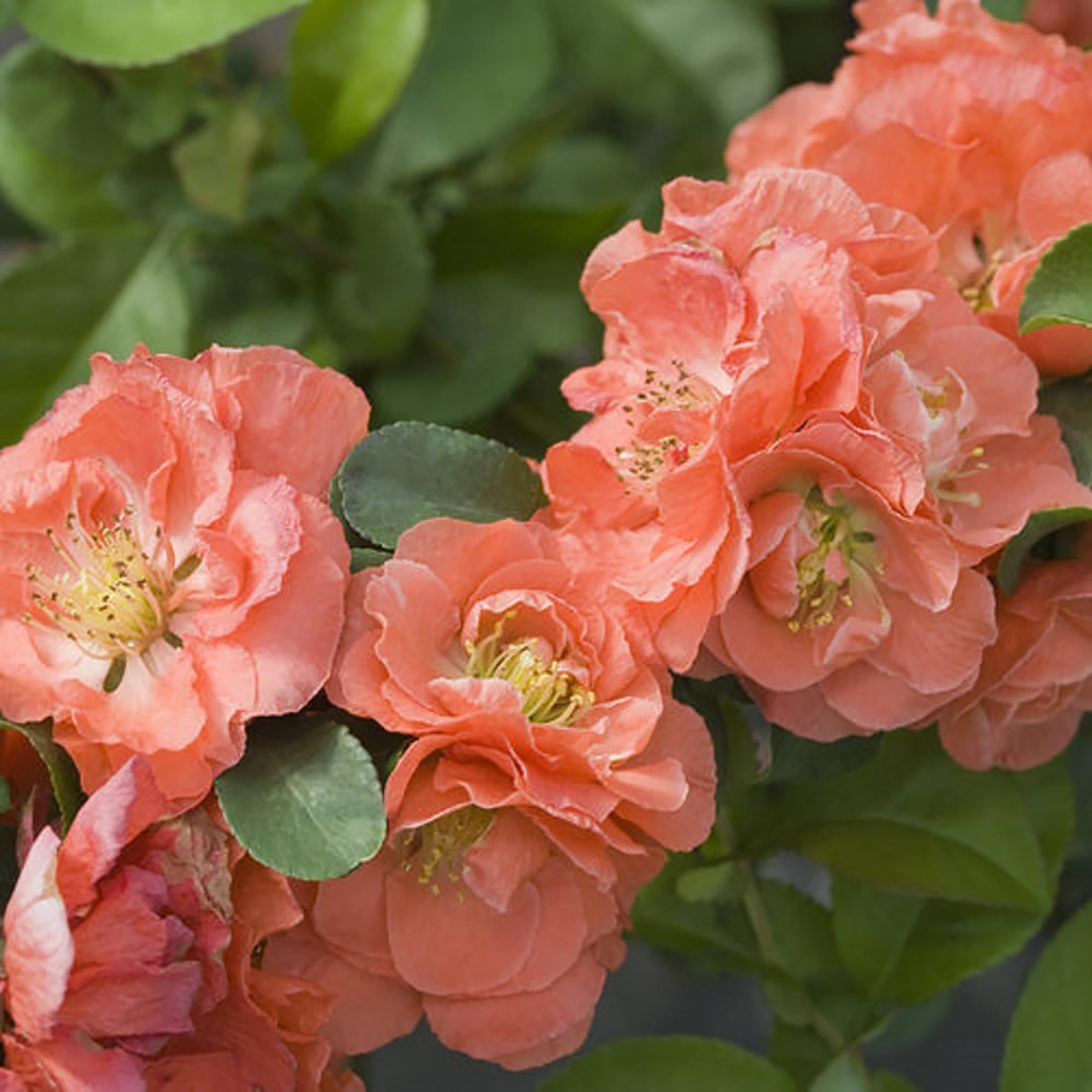 Double Take Chaenomeles Peach - 4' Pot - Flowering Quince - Proven Winners