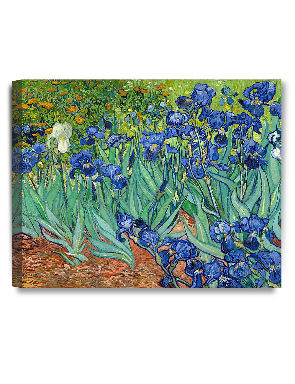 DECORARTS - Irises in the Garden, Vincent Van Gogh Art Reproduction. Giclee Canvas Prints Wall Art for Home Decor 20x16, Depth 1