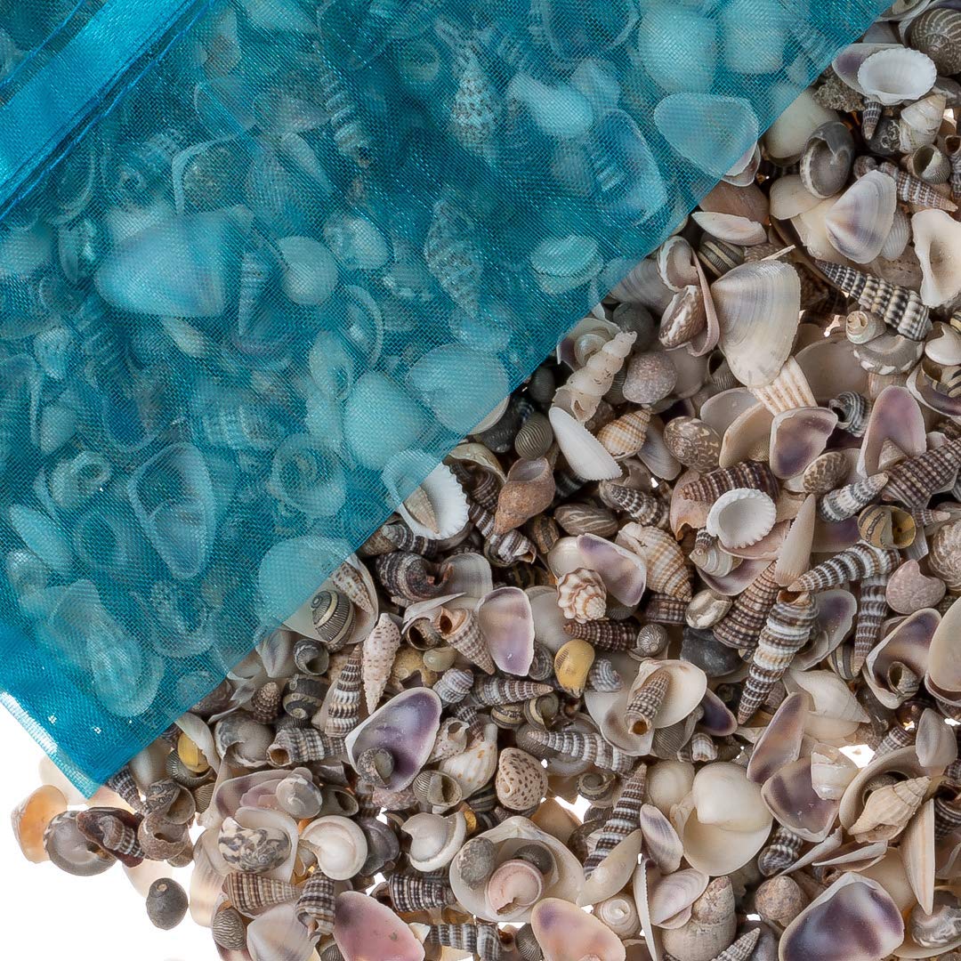 Tiny Miniature Fairy Garden Sea Shell Assorted Mix  Tiny Small Sea Shells For Craft And Decoration  Plus Free Nautical Ebook By