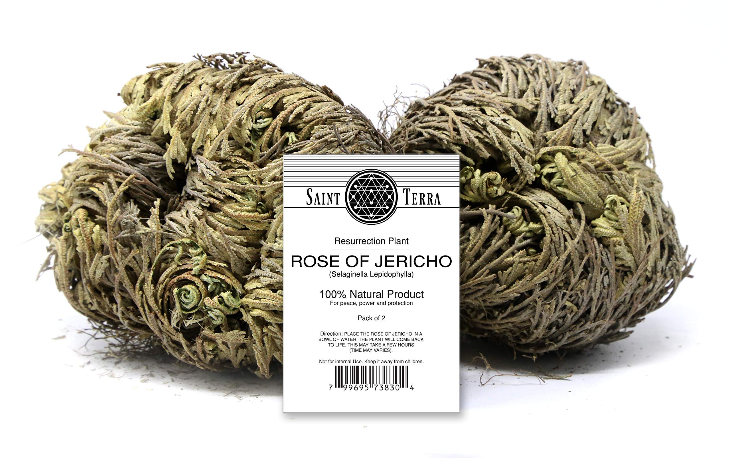 Saint Terra - Rose Of Jericho Flower The Resurrection Plant, Pack Of 2
