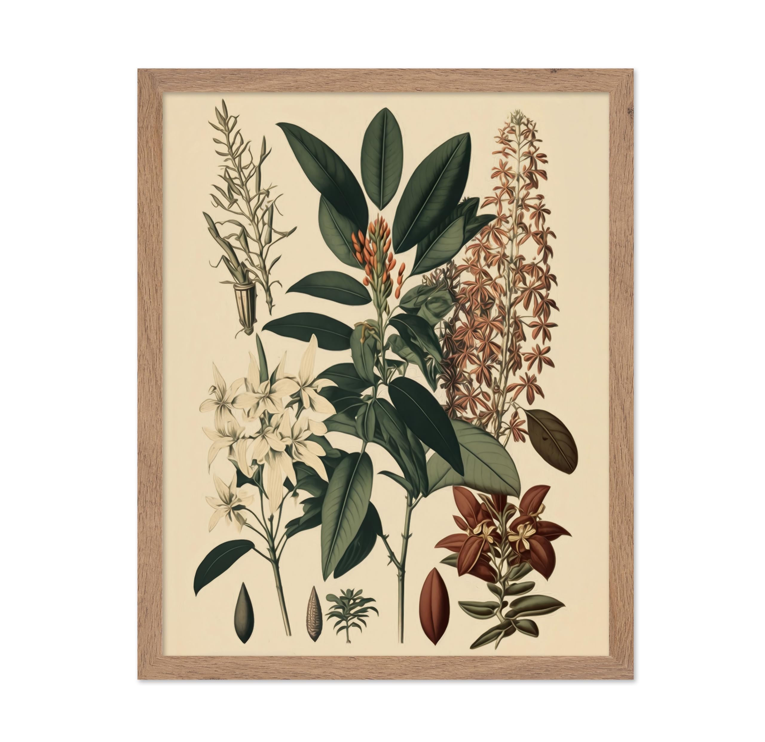 Poster Master Vintage Botanical Poster - Retro Floral Print - Gift for Gardener, Friend - Clethra Alnifolia, Exotic Plant, Orchi