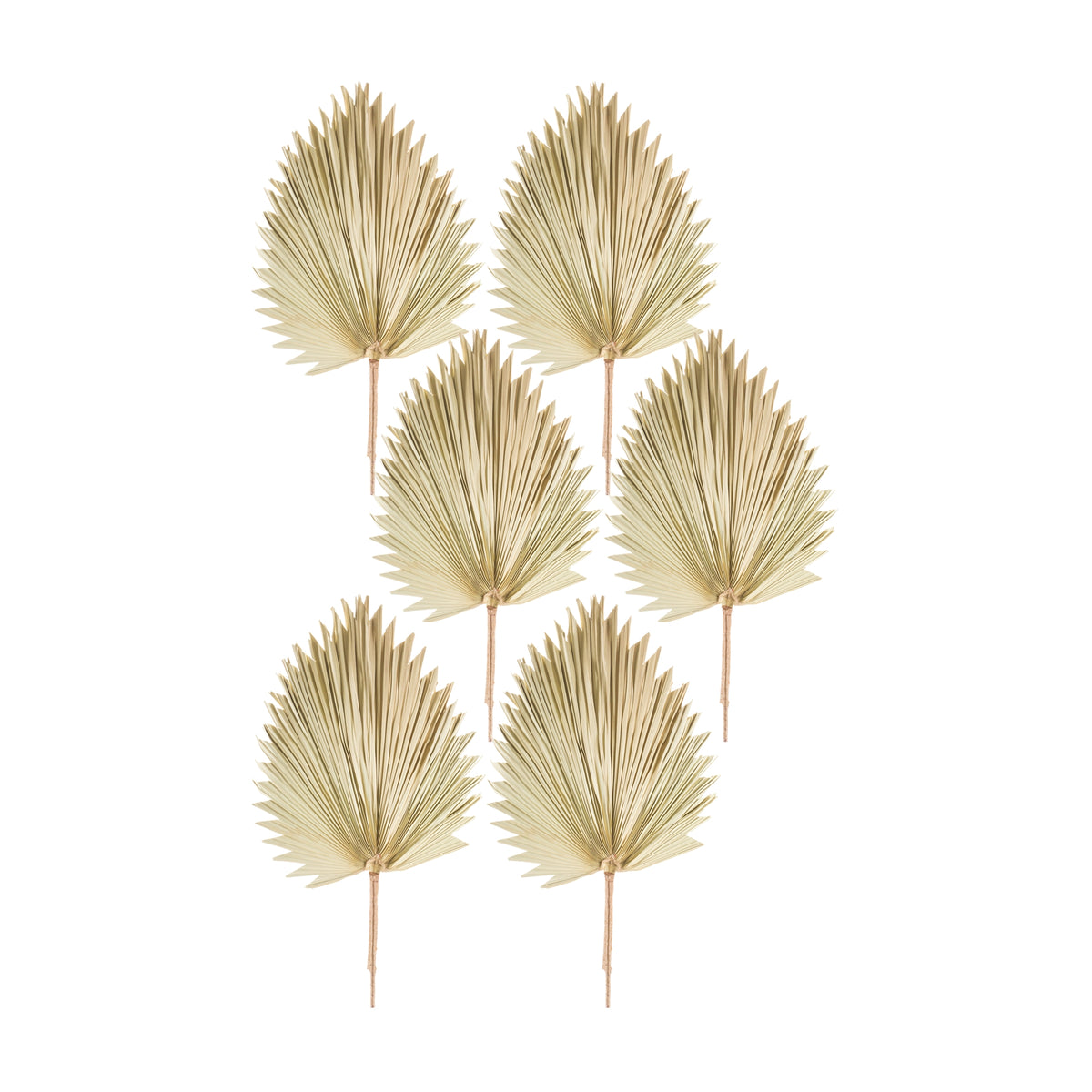 Fan Palm Leaf (Set of 6)