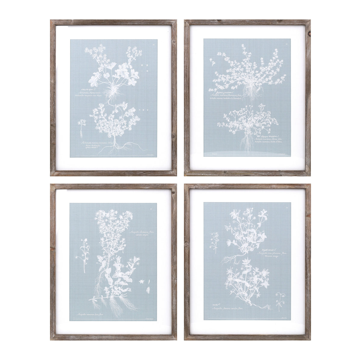 Framed Floral Print (Set of 4)