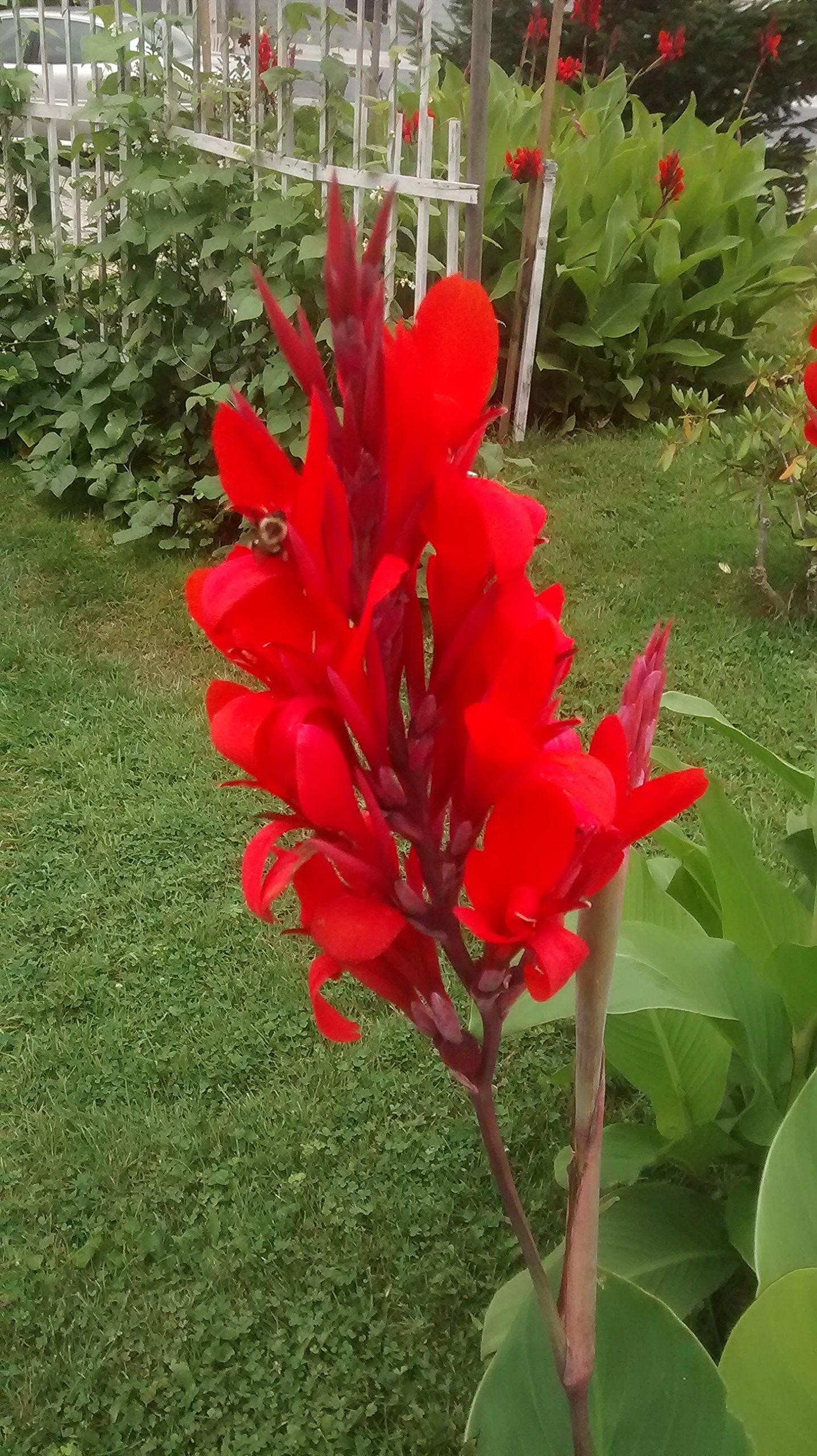 Canna Lily Red Brilliant Tall Tropical Green Foliage