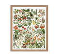 Poster Master Vintage Poster - Retro Botanical Print - Gift for Gardener, Friend - French Fleurs, Flower, Floral, Garden - Wall 