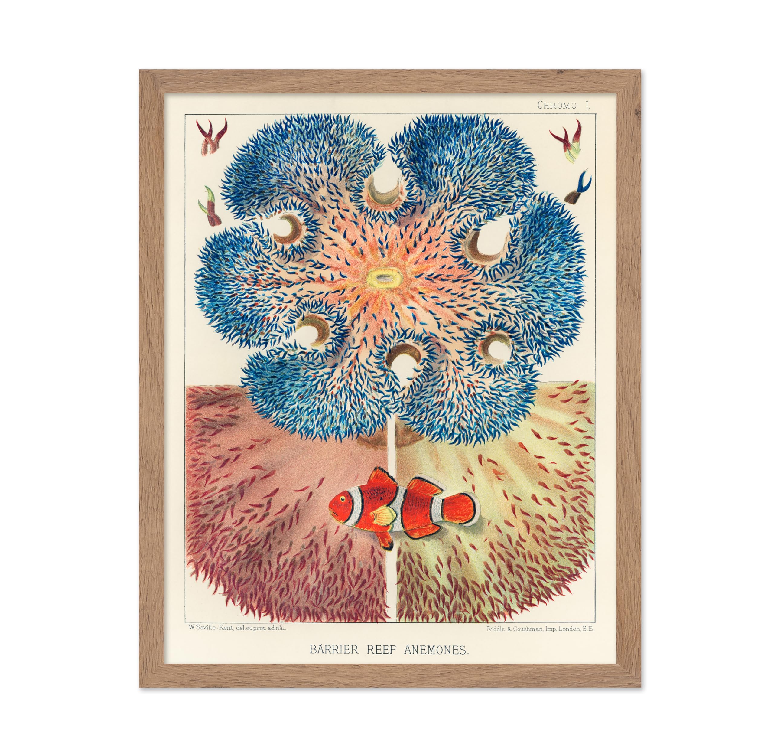 Poster Master Vintage Barrier Reef Anemones Poster - Clown Fish Print - Ocean Art - Sea Life Art - Gift for Him, Her - Nautical 