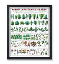Poster Master Vintage Botanical Poster - Retro Drawing Print - Gift for Friend, Gardener - Root, Leaves, Stems, Flower - Wall De