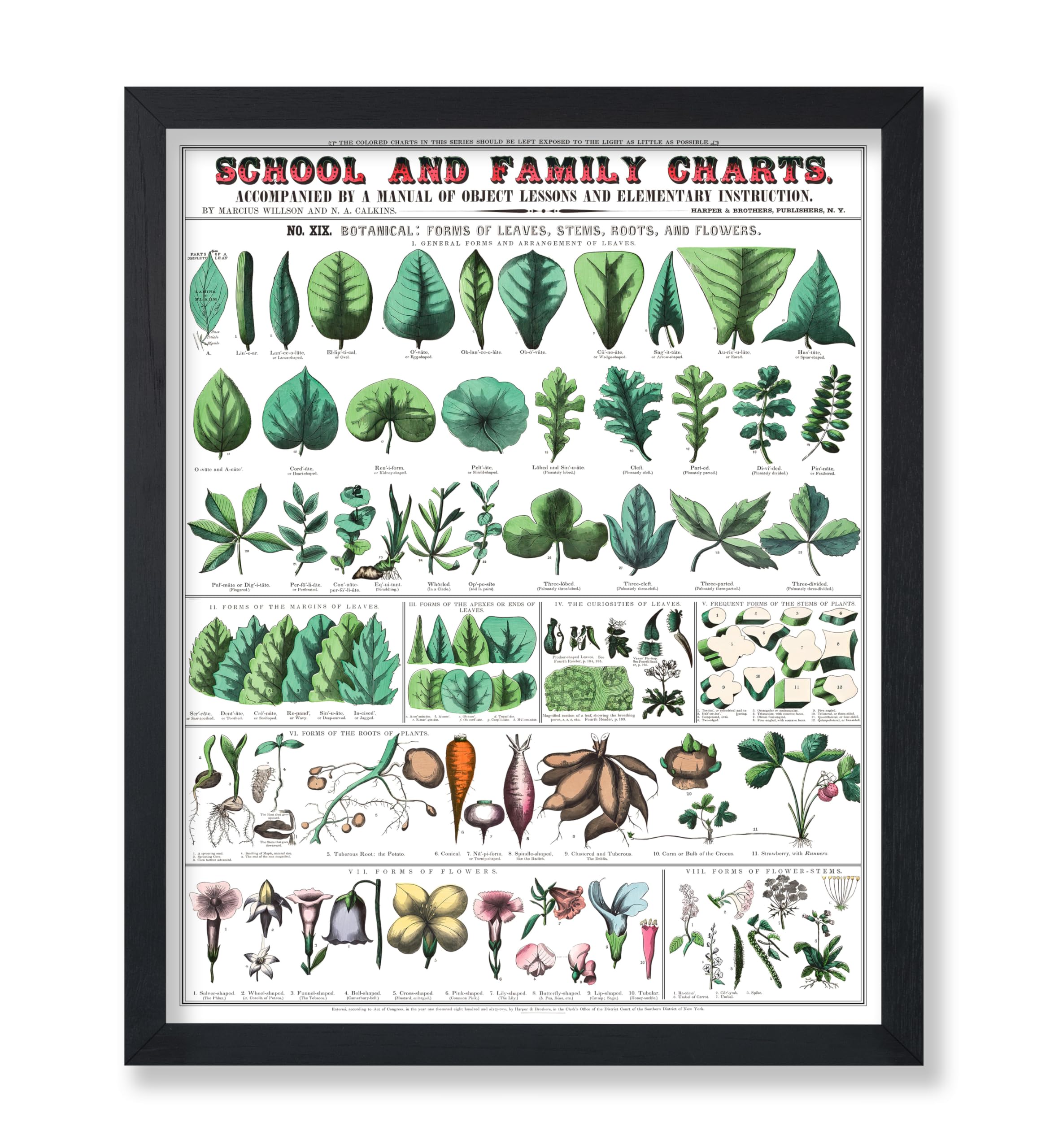 Poster Master Vintage Botanical Poster - Retro Drawing Print - Gift for Friend, Gardener - Root, Leaves, Stems, Flower - Wall De