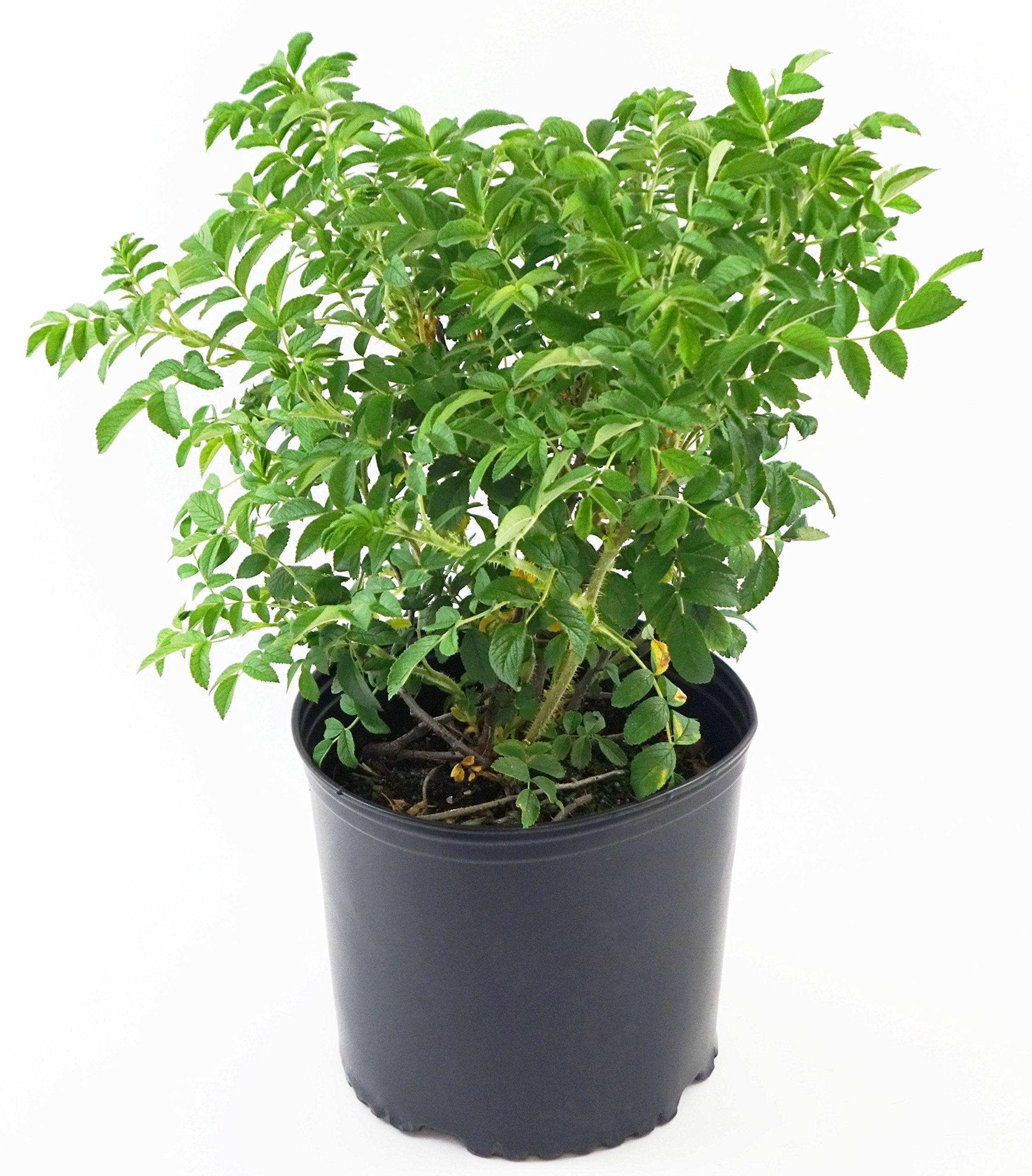 Rosa Rugosa (Rugosa Rose) Rose, Pink Flowers, #2 - Size Container