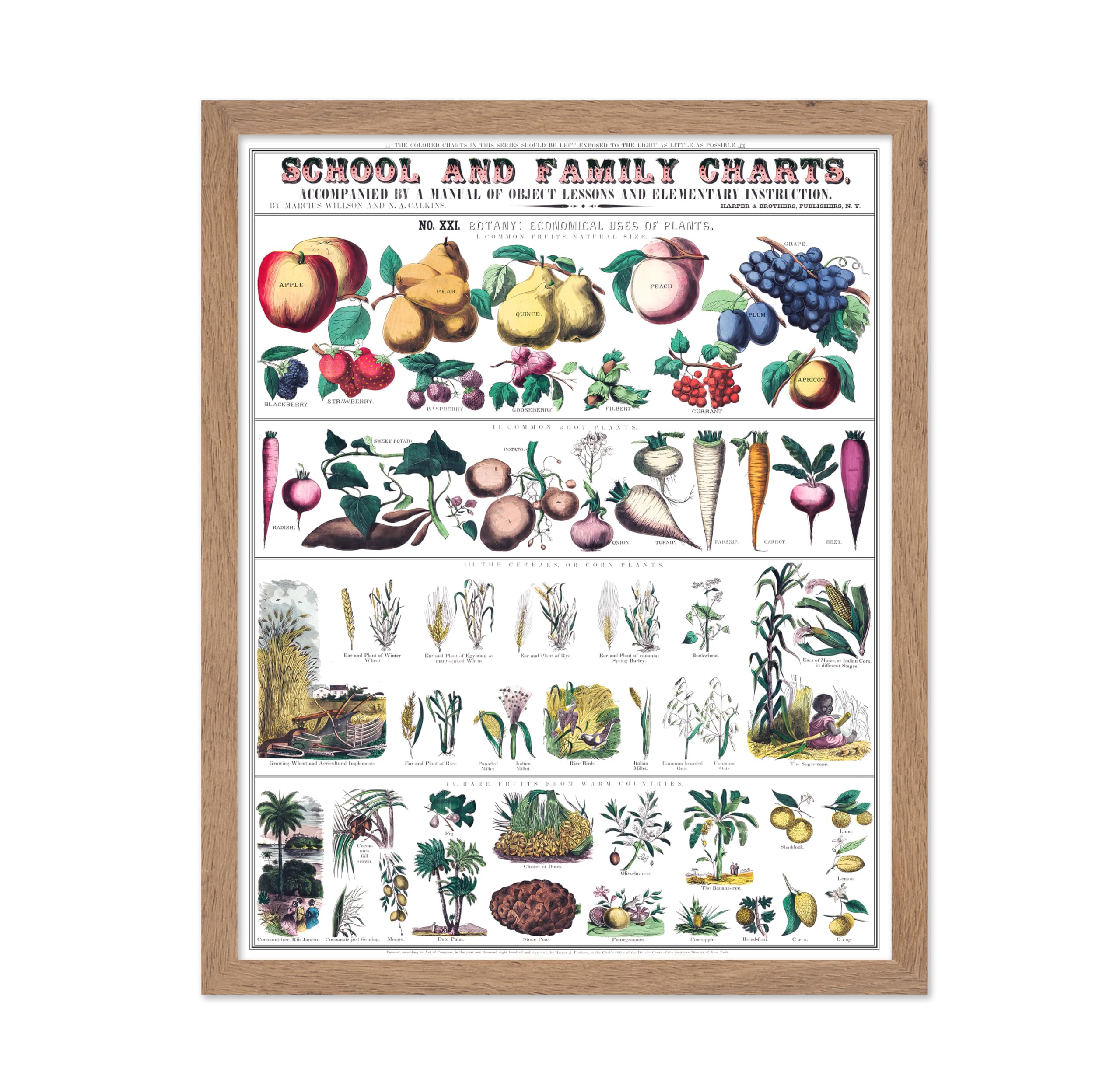 Poster Master Antique Botanical Poster - Vintage Drawing Print - Gift for Friend, Gardener - Fruits, Vegetables, Botany, Root Pl
