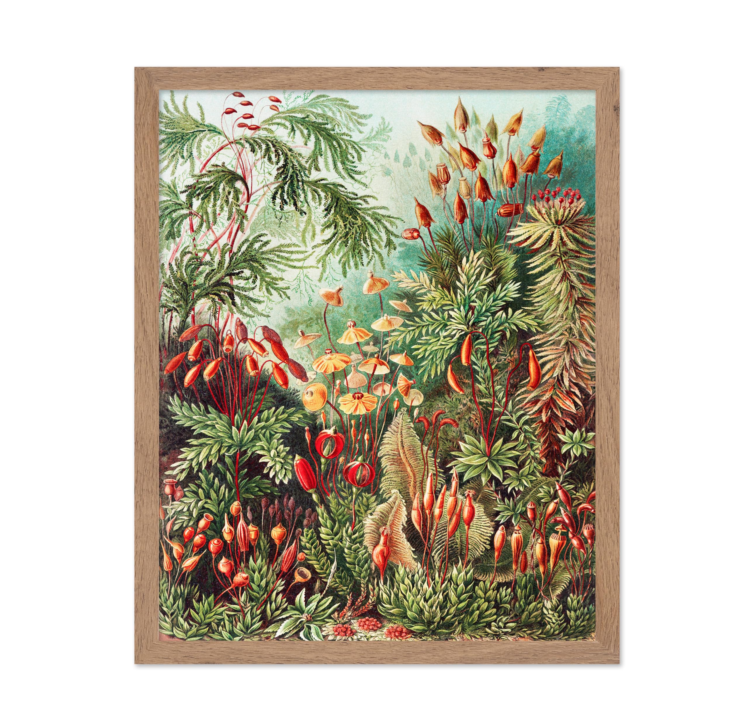 Poster Master Vintage Illustration Poster - Retro Botanical Print - Gift for Artist, Friend - Art Forms in Nature, Muscinae Moss