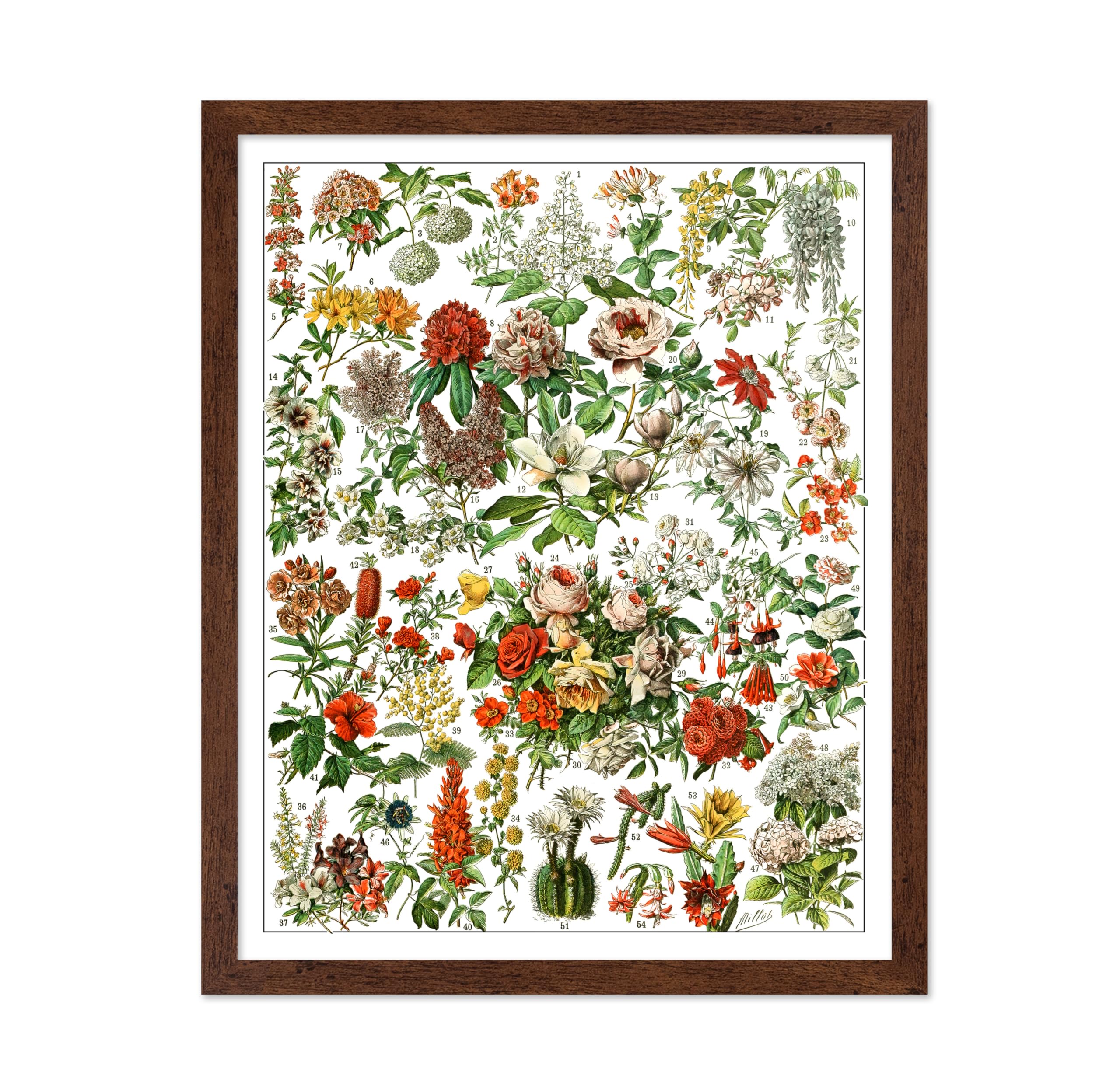 Poster Master Vintage Poster - Retro Drawing Print - Gift for Artist, Gardener - Botanical Garden, Floral, French Flowers - Wall