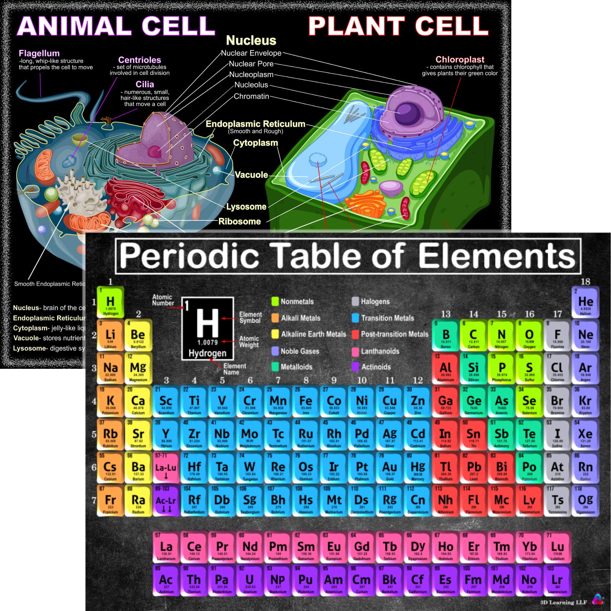 Periodic Table And Cells Science Posters - Laminated 14X19.5 - Educational Charts, Classroom Posters And Decorations, Back To Sc