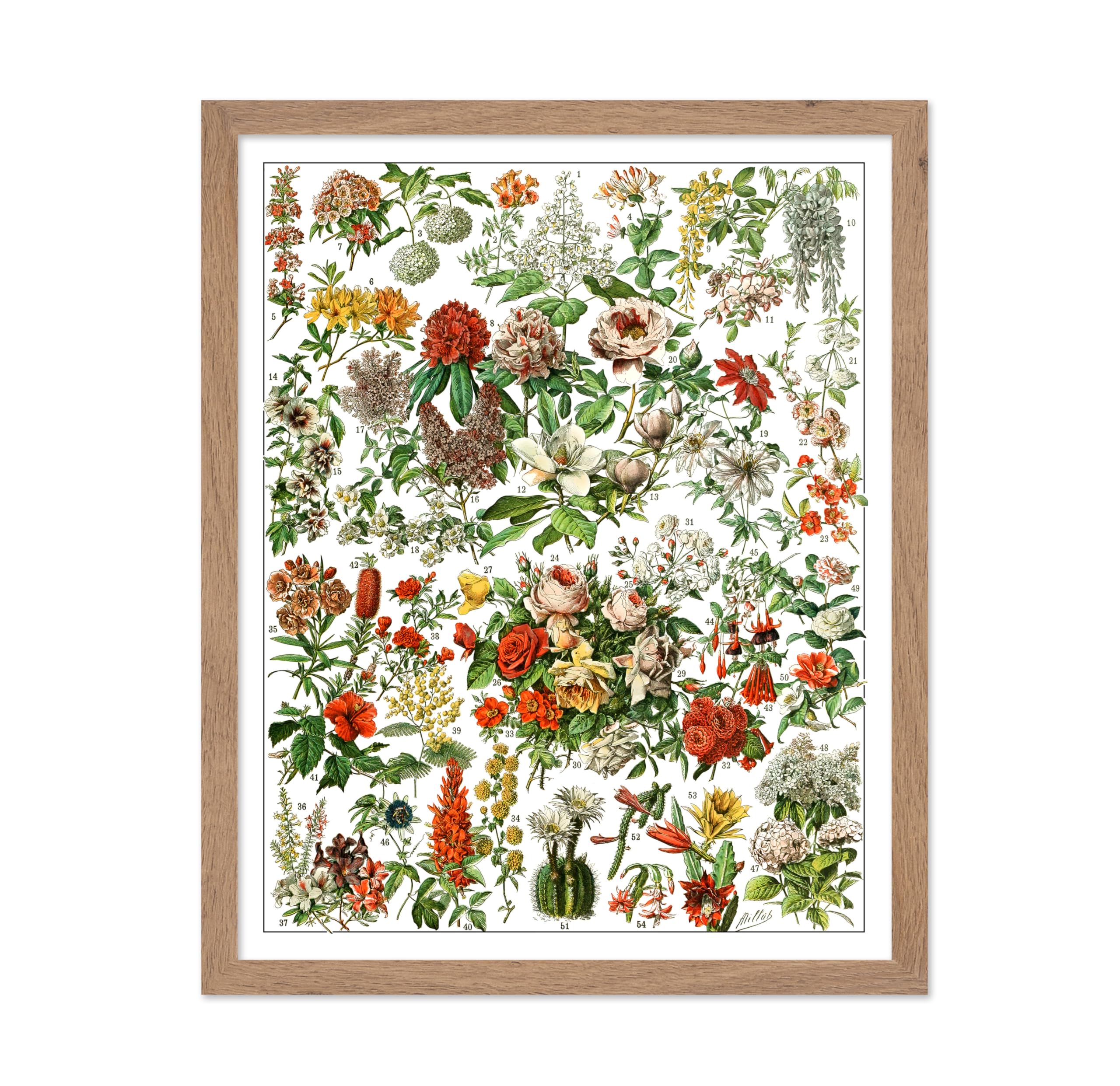 Poster Master Vintage Adolphe Millot Poster - Retro Drawing Print - Gift for Artist, Gardener - Botanical Garden, Floral, French