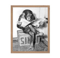 Poster Master Vintage Photograph Poster - Retro Funny Print - Gift for Artist, Friend - Chimpanzee Reading Newspaper, Monkey, Ch