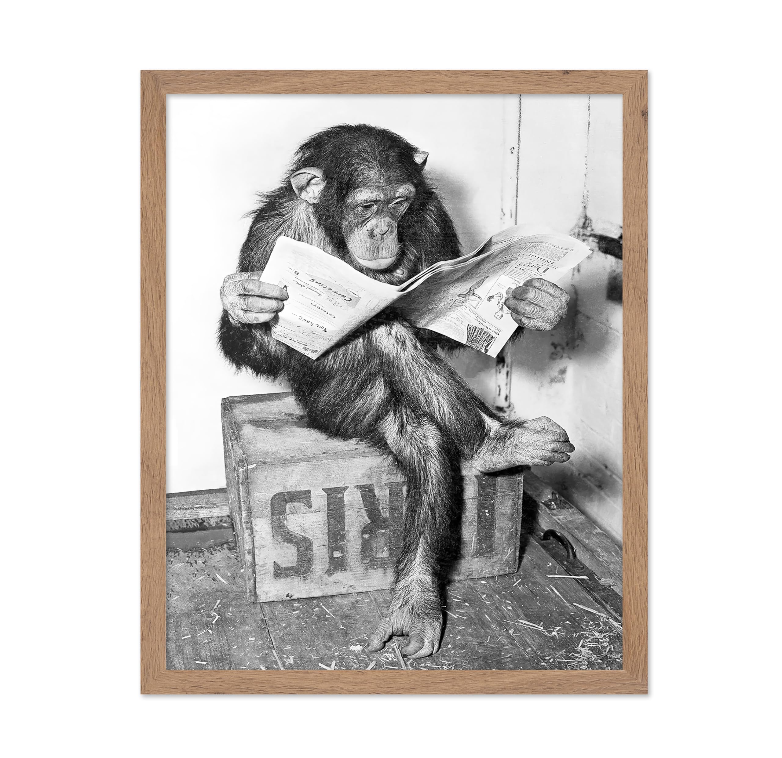 Poster Master Vintage Photograph Poster - Retro Funny Print - Gift for Artist, Friend - Chimpanzee Reading Newspaper, Monkey, Ch