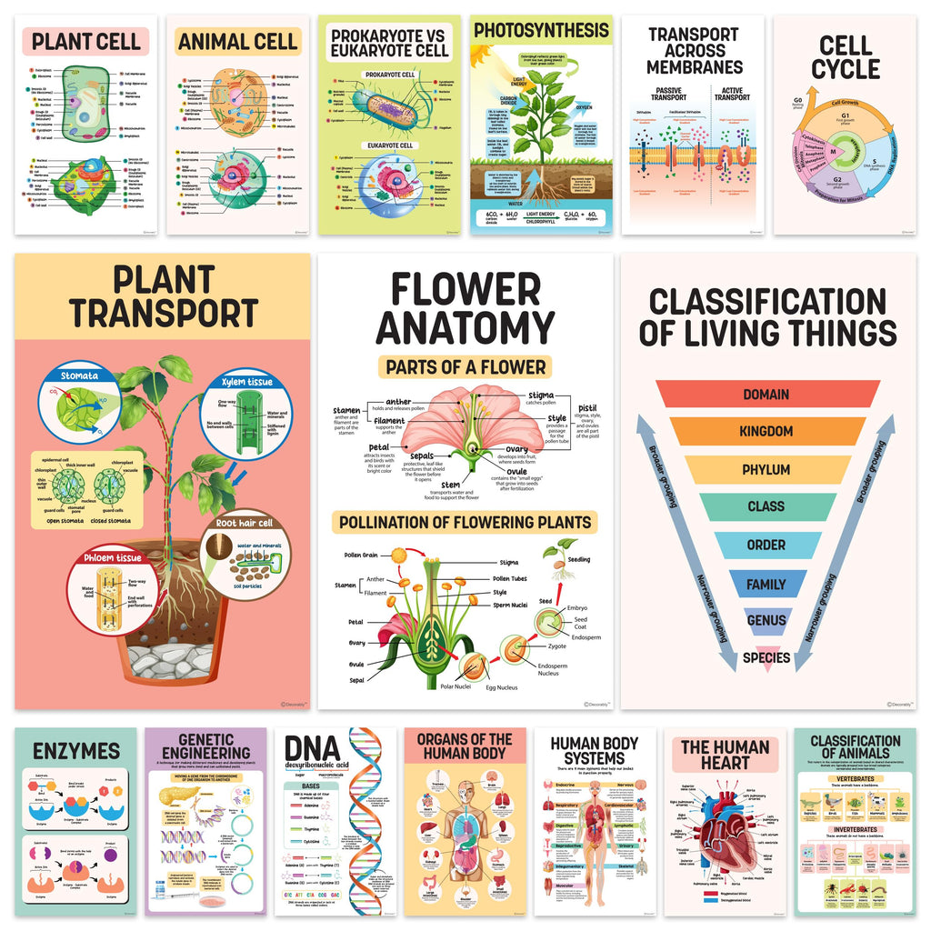 16 Science Posters For Classroom Middle School - 11X17In Biology Posters For High School Classroom, Science Classroom Decor, Mid