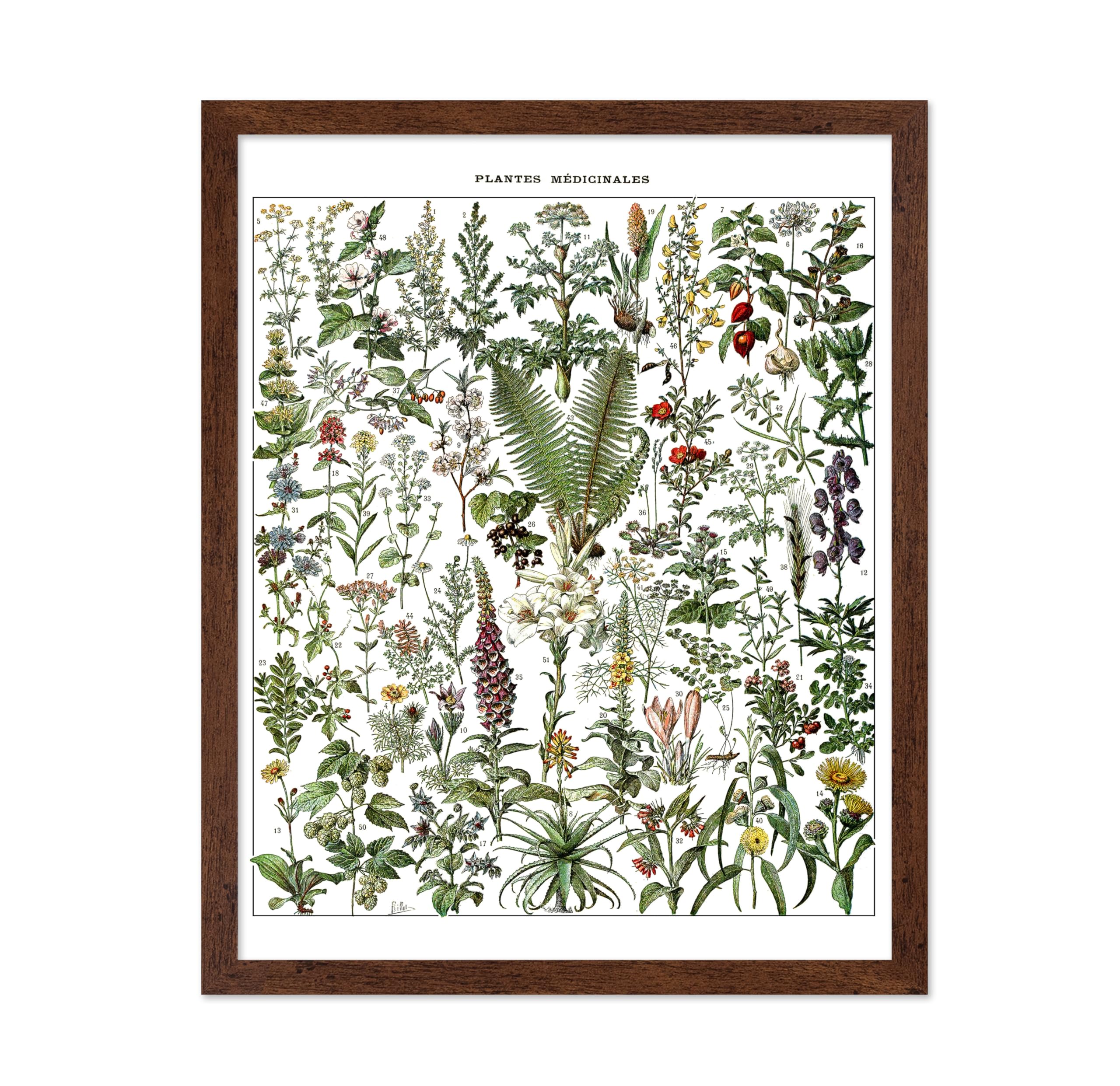 Poster Master Vintage Adolphe Millot Poster - Retro Drawing Print - Gift for Doctor, Gardener - Medicinal Plants, Botanical, Her
