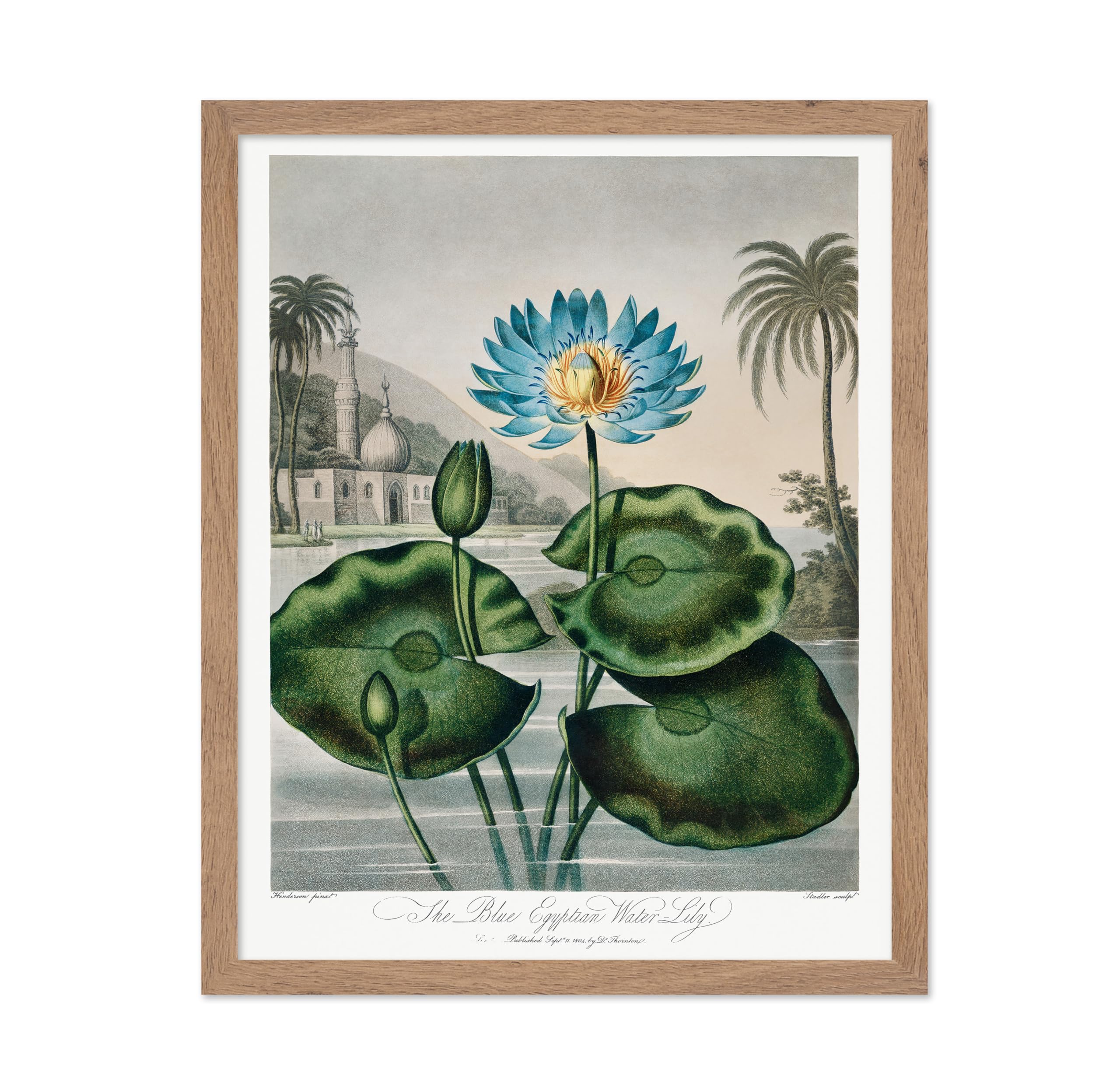 Poster Master Vintage Flower Poster - Retro Blue Egyptian Waterlily Print - Floral Art - Gift for Her, Florist, Flower Lover - C