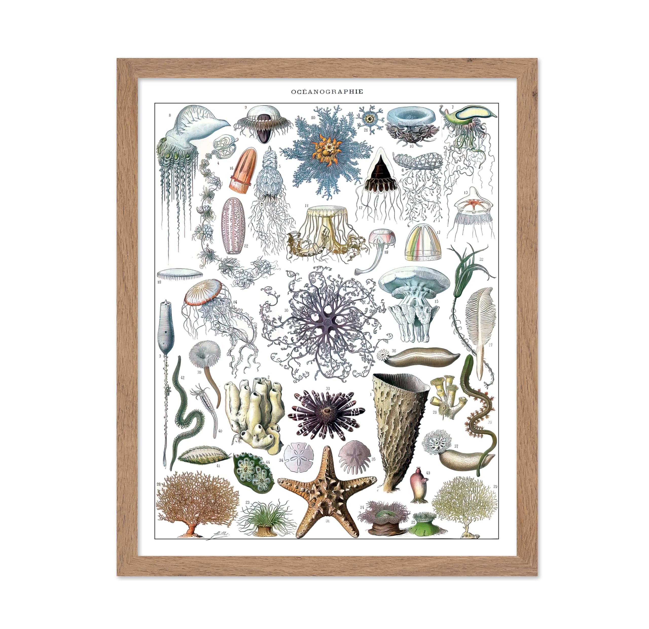 Poster Master Vintage Adolphe Millot Poster - Retro Marine Biology Print - Gift for Artist, Biologist - Jellyfish, Oceanography,