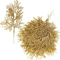 15 Pcs Gold Glitter Artificial Cedar Sprigs Picks Faux Cedar Branches Stems Christmas Tree Picks Sprays 15.4 H for Gold Christma