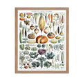 Poster Master Vintage Adolphe Millot Poster - Retro Drawing Print - Gift for Artist, Friend - Botanical, Vegetables, Pumpkin, Le