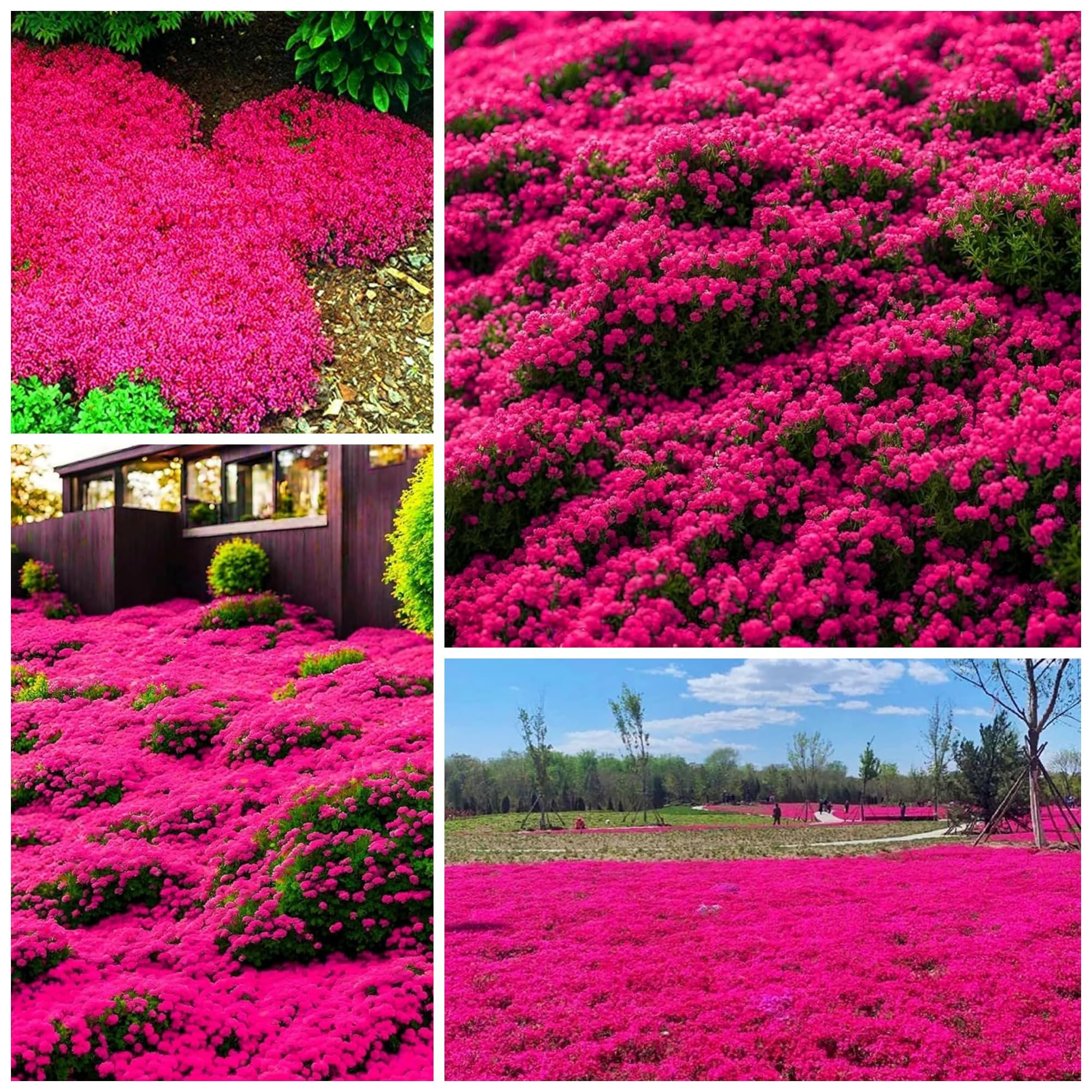 20000+ Red Creeping Thyme Seeds Ground Cover Plant Seeds Perennial- Non-Gmo Heirloom Flower Creeping Thyme Seeds For Planting