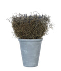 Creative Co-Op Lavender with Cement Pot