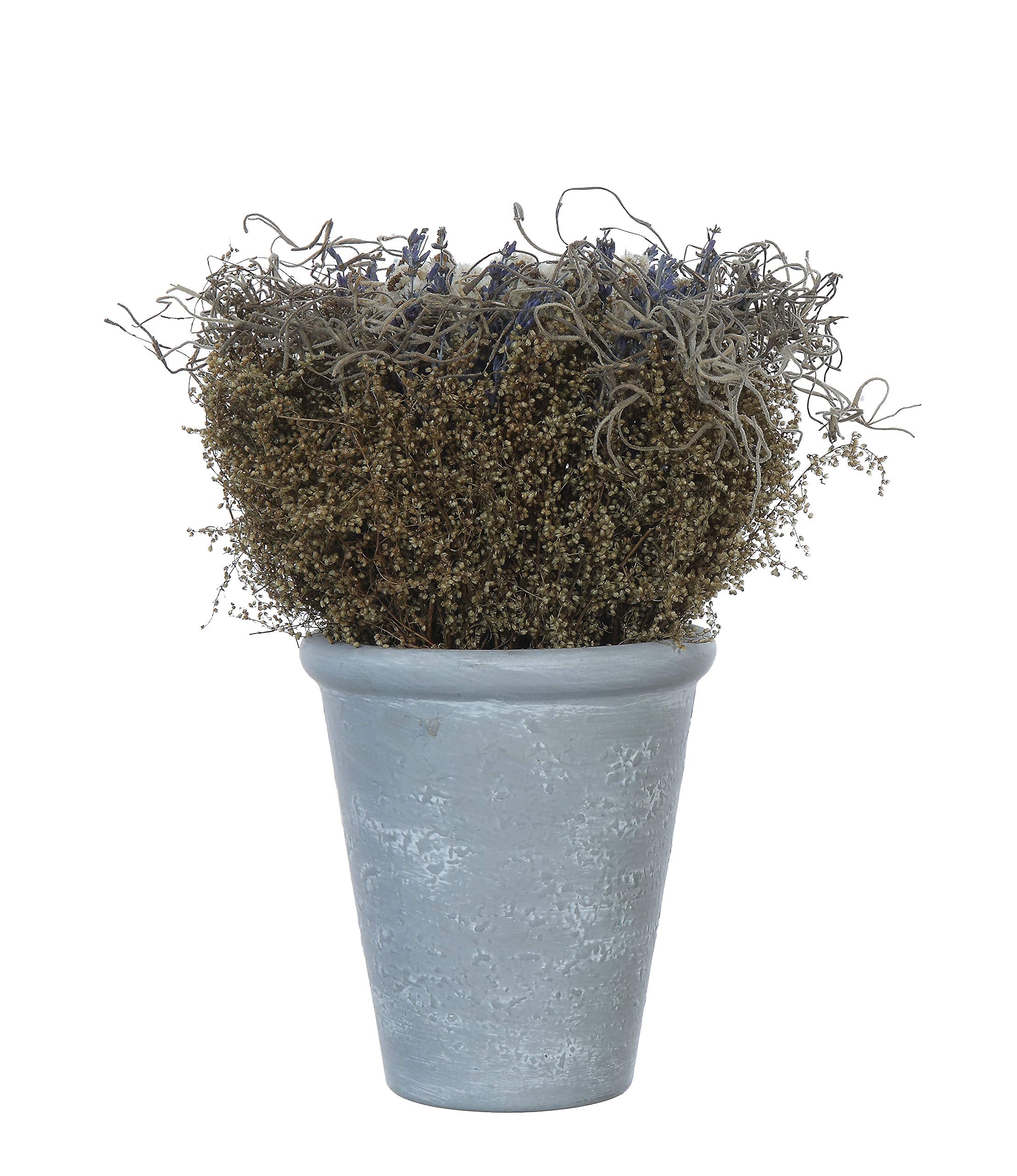Creative Co-Op Lavender with Cement Pot