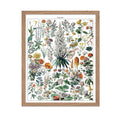 Poster Master Vintage Adolphe Millot Poster - Retro Drawing Print - Gift for Artist, Gardener - French Botanical Fleurs, Flower,