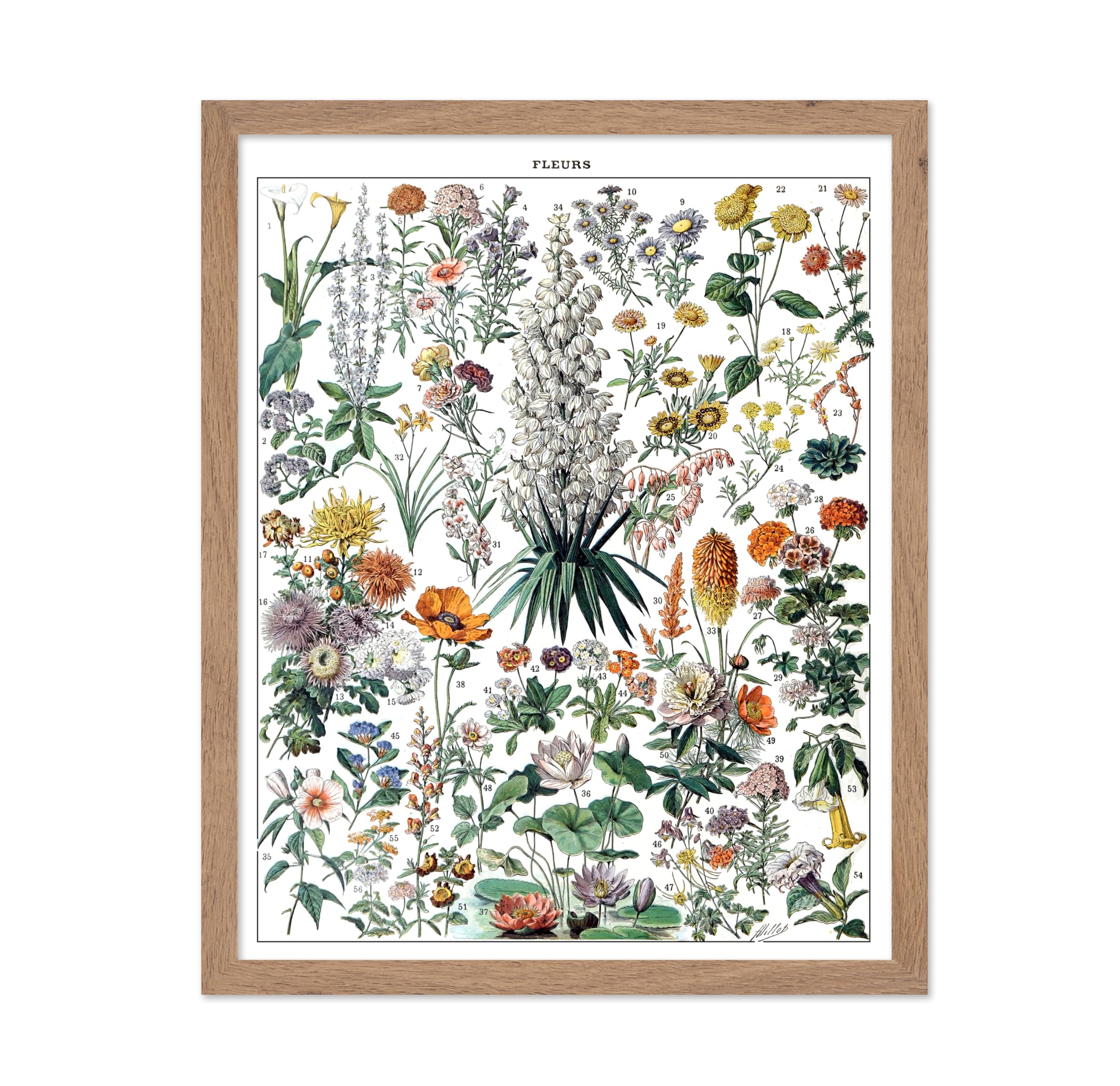 Poster Master Vintage Adolphe Millot Poster - Retro Drawing Print - Gift for Artist, Gardener - French Botanical Fleurs, Flower,