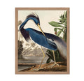 Poster Master Vintage Illustration Poster - Retro Animal Print - Gift for Artist, Friend - Louisiana Heron, Tropical Bird, Wildl