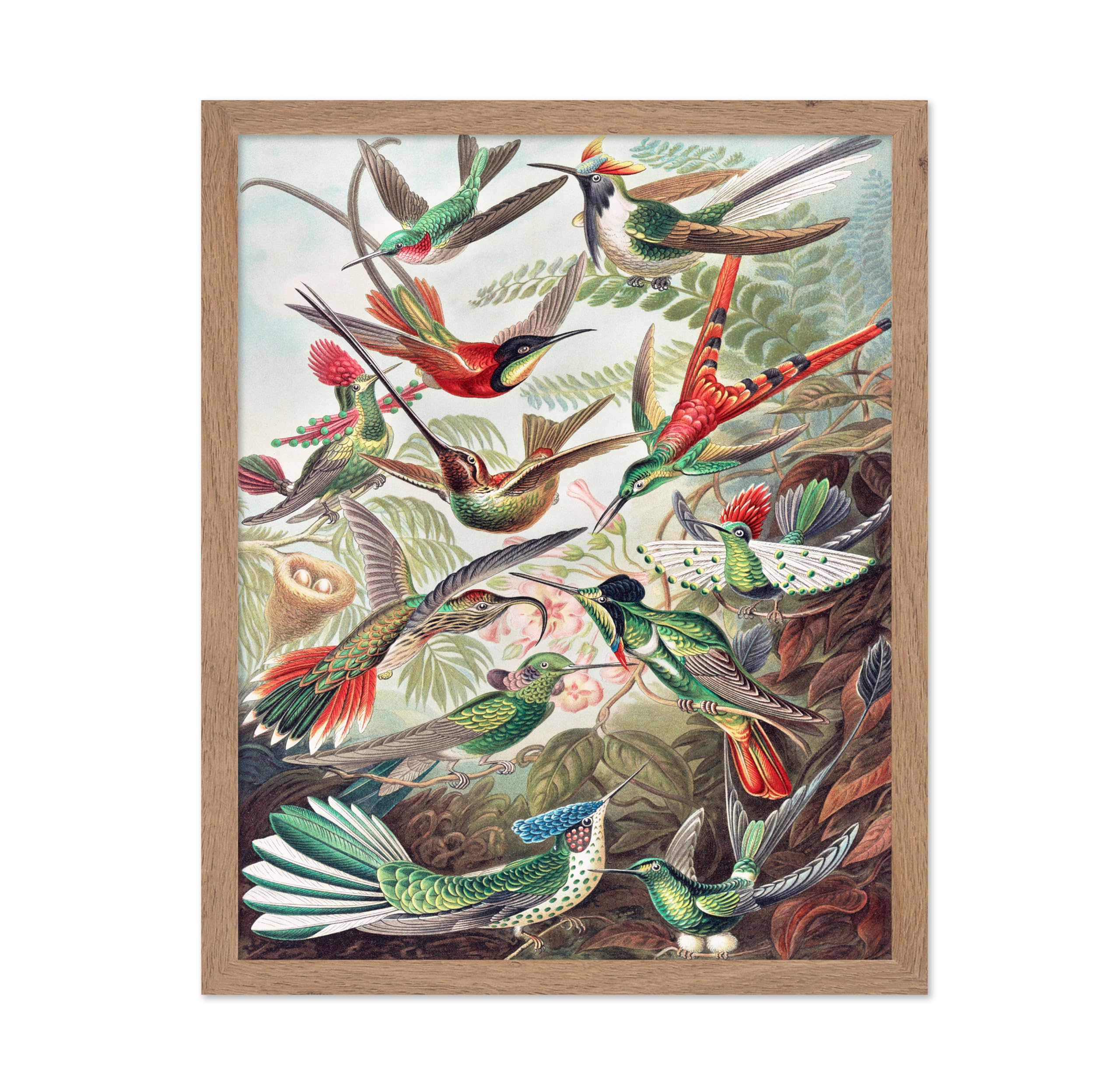 Poster Master Vintage Ernst Haeckel Poster - Retro Animal Print - Gift for Artist, Friend - Hummingbirds, Trochilidae, Colorful,