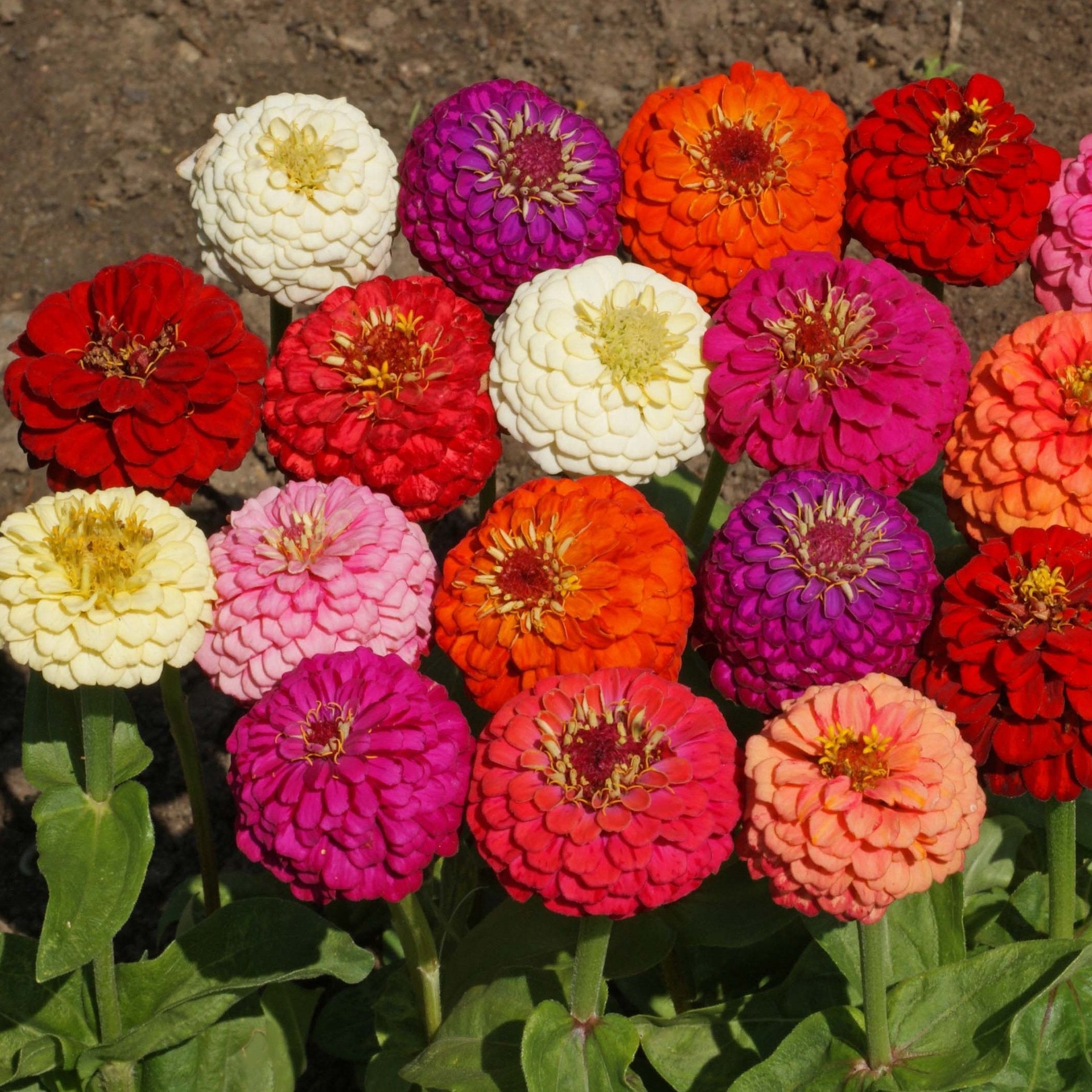 Outsidepride 1000 Seeds Annual Zinnia Elegans Lilliput Flower Seed Mix For Planting