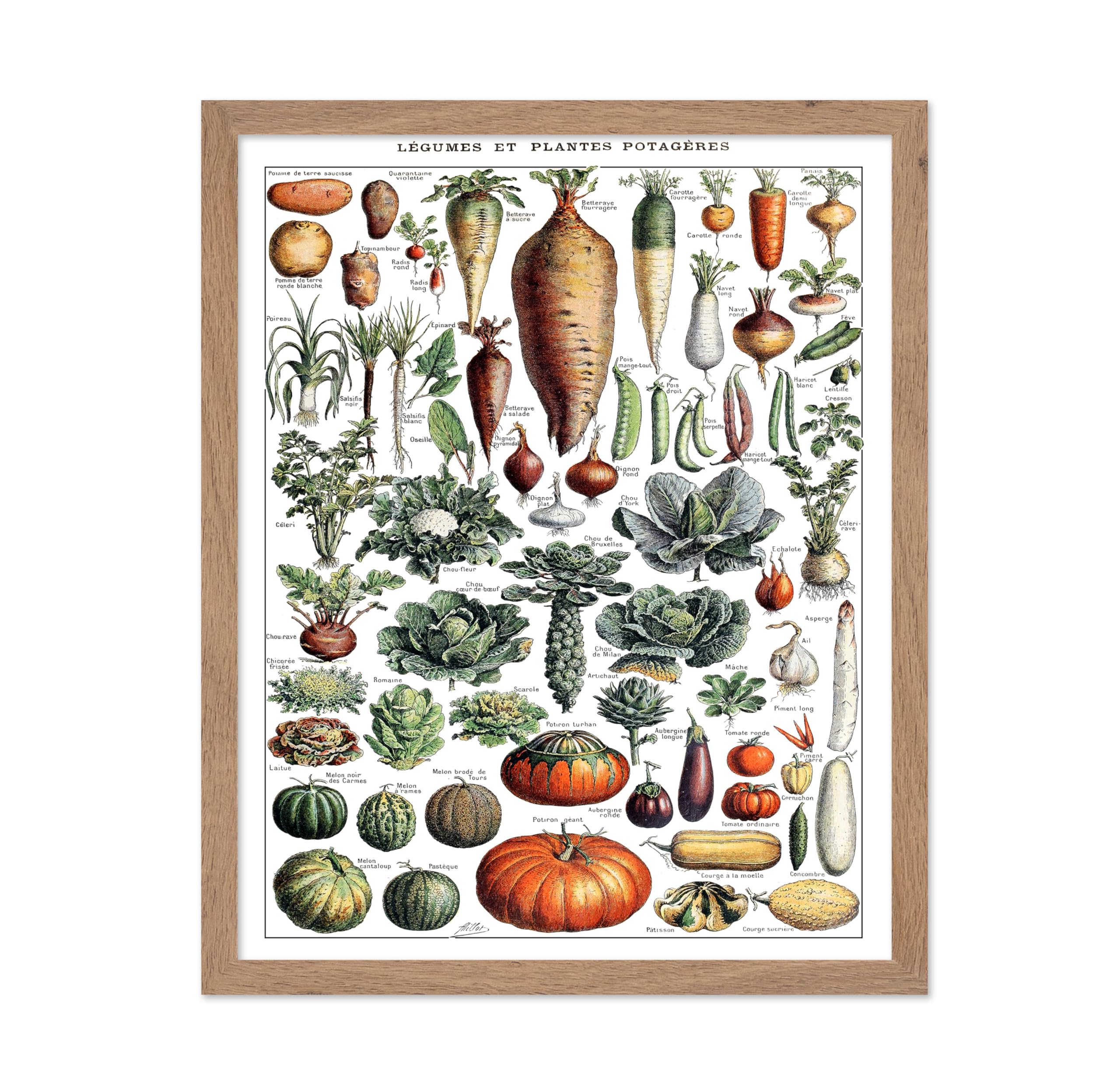 Poster Master Classic Adolphe Millot Poster - Vintage Drawing Print - Gift for Artist, Chef - Vegetables, Botanical, Root Plants