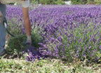 Findlavender Lavender Bundles 14' - 16' Long, 100% Natural Dried Lavender, For Home Decoration, For Home Fragrance, For Any Ev