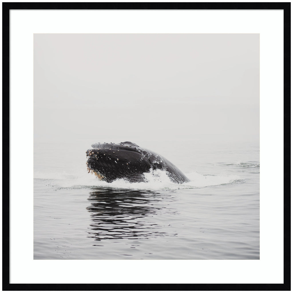 Humpback Whale No. 4 by Laura Evans Framed Wall Art Print