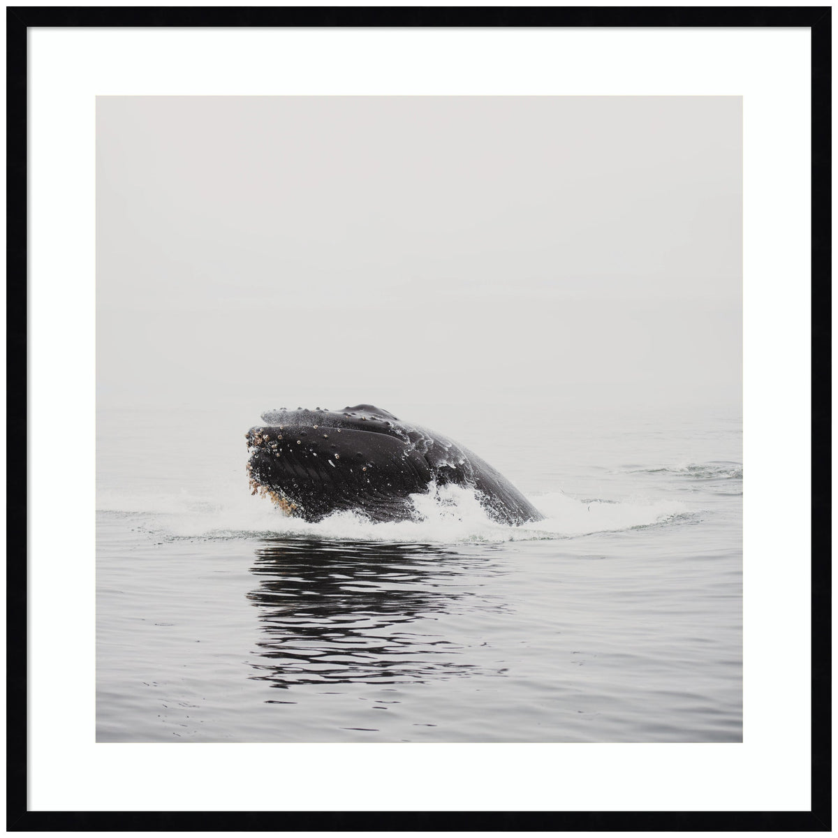 Humpback Whale No. 4 by Laura Evans Framed Wall Art Print