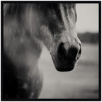 Horse Like Velvet by Laura Evans Framed Wall Art Print