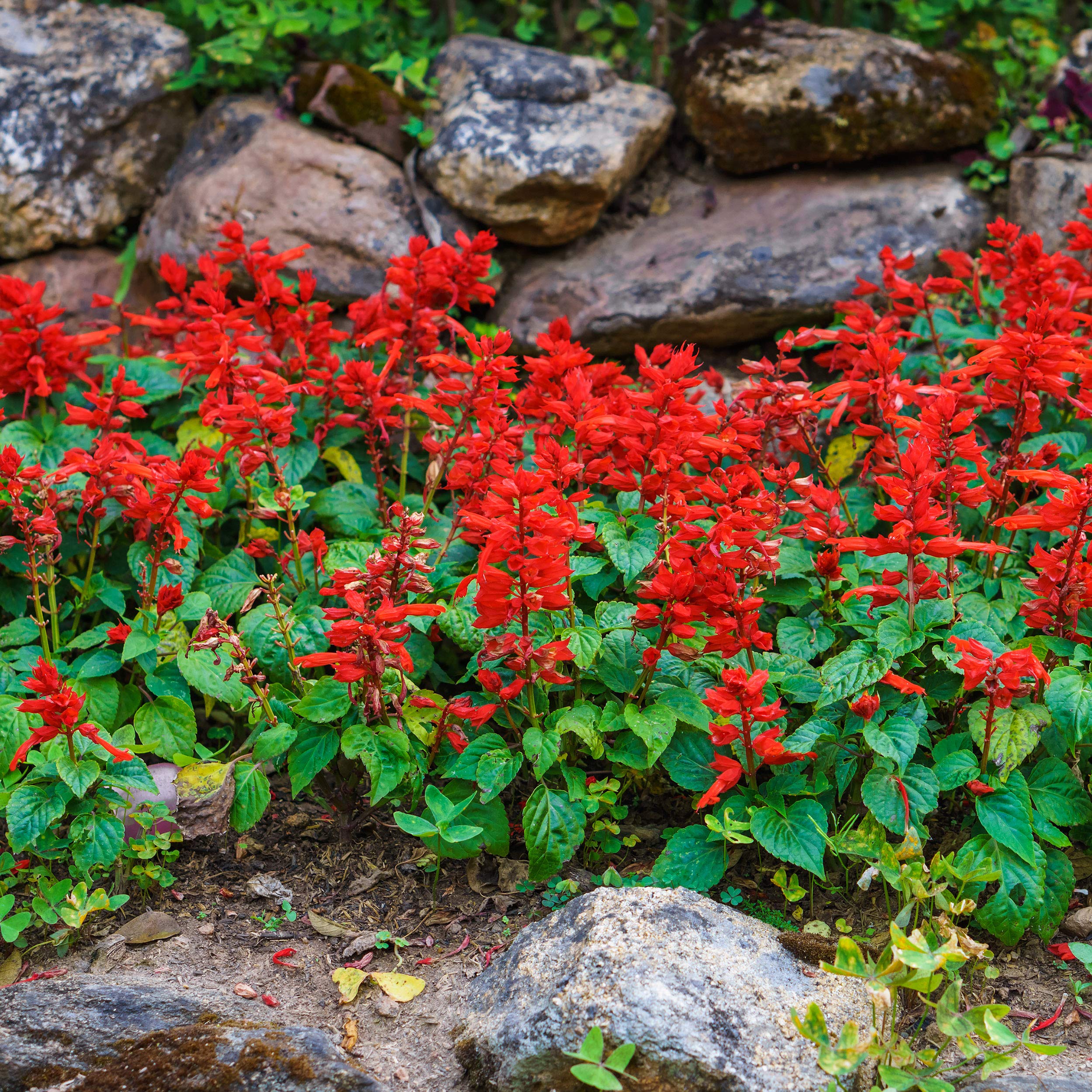 Outsidepride Perennial Salvia Coccinea Sage Scarlet Wild Flowers Attracting Beneficial Insects & Hummingbirds - 1 Lb