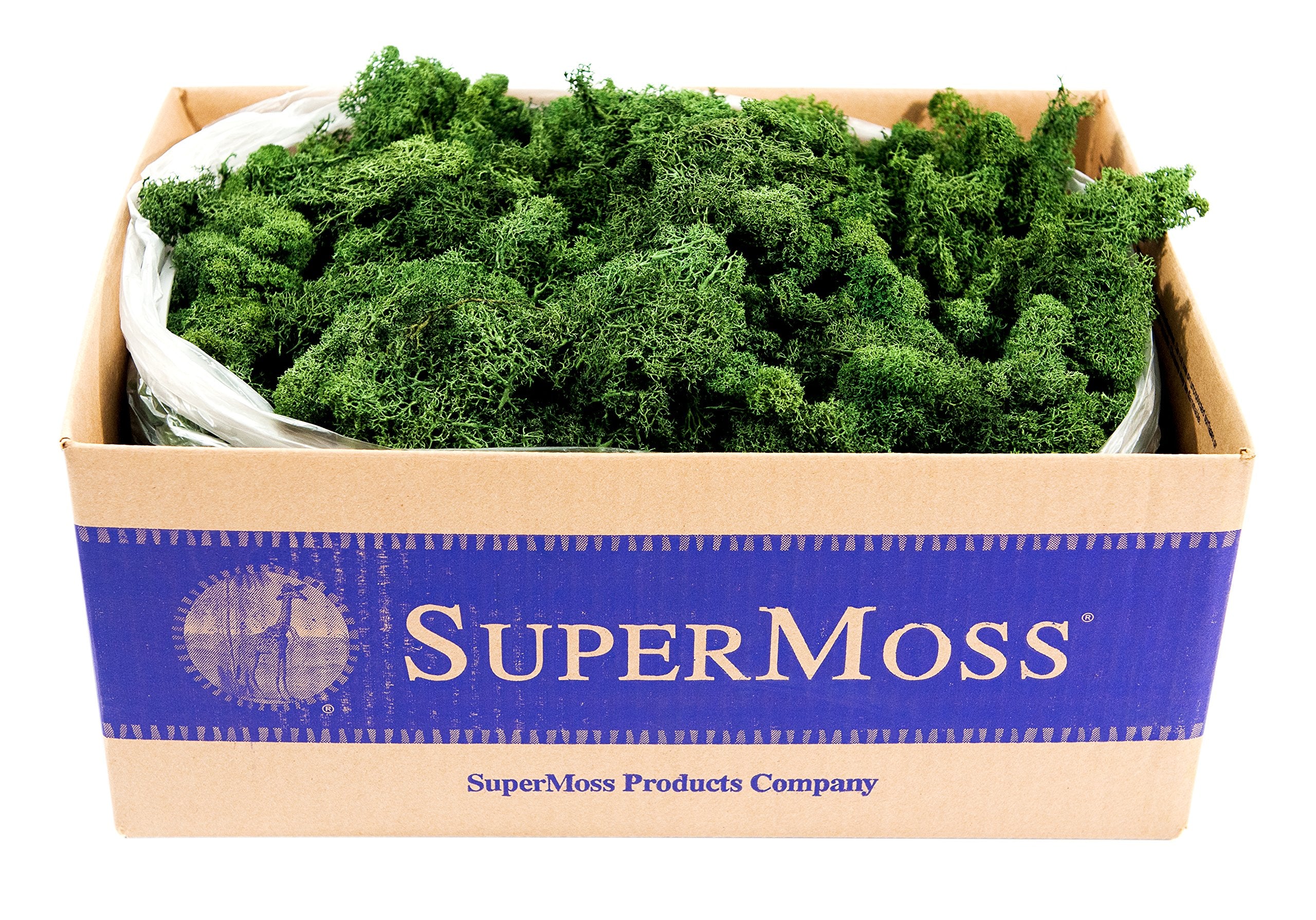 Supermoss (21710) Reindeer Moss Preserved, Forest Green, 3 Pounds