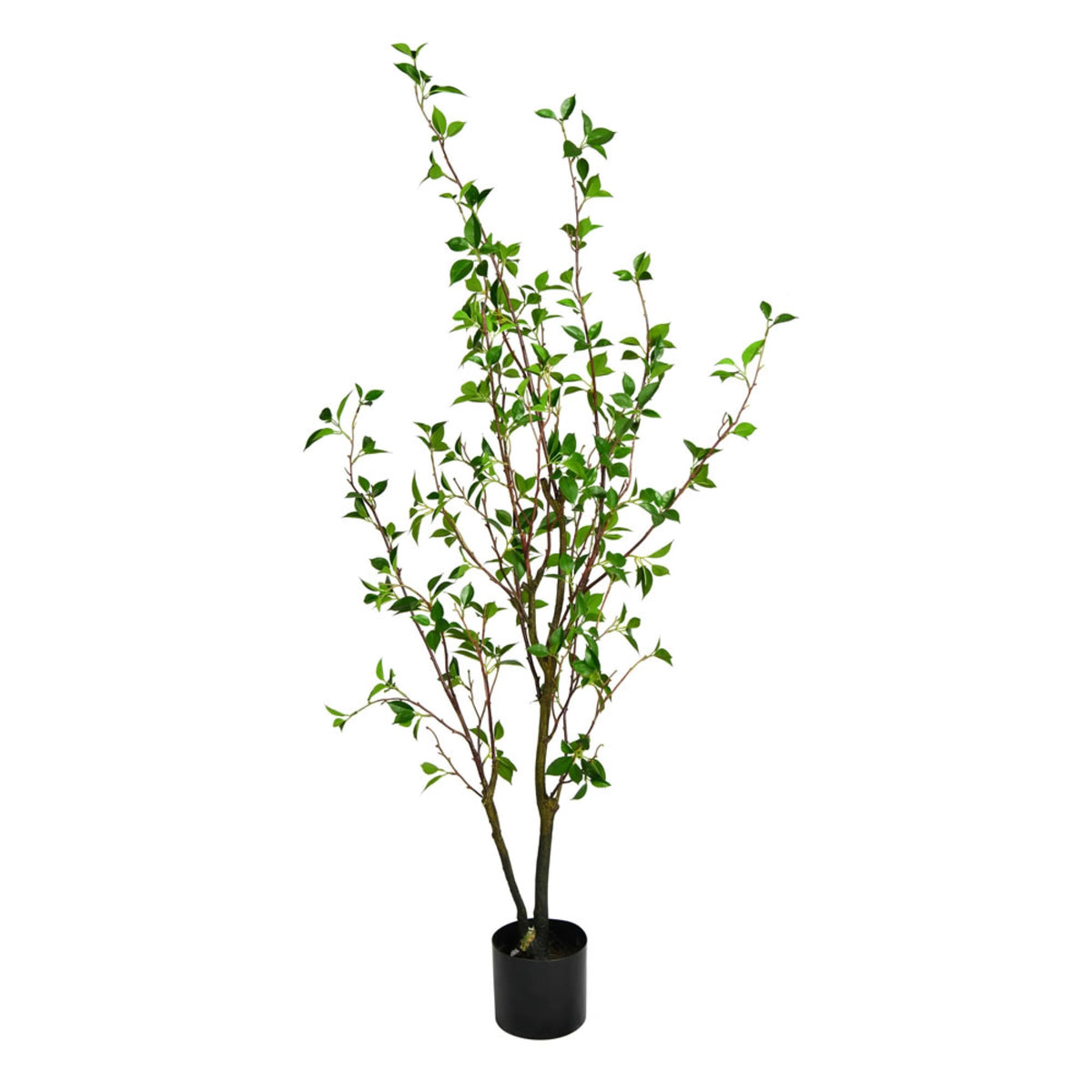 60 Inch  Potted Baby Leaf Tree