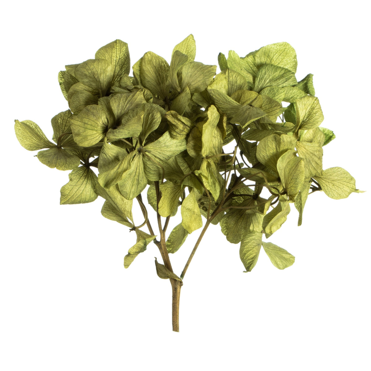 10X3X21 Inch  Traybasil Hydrangea Pieces