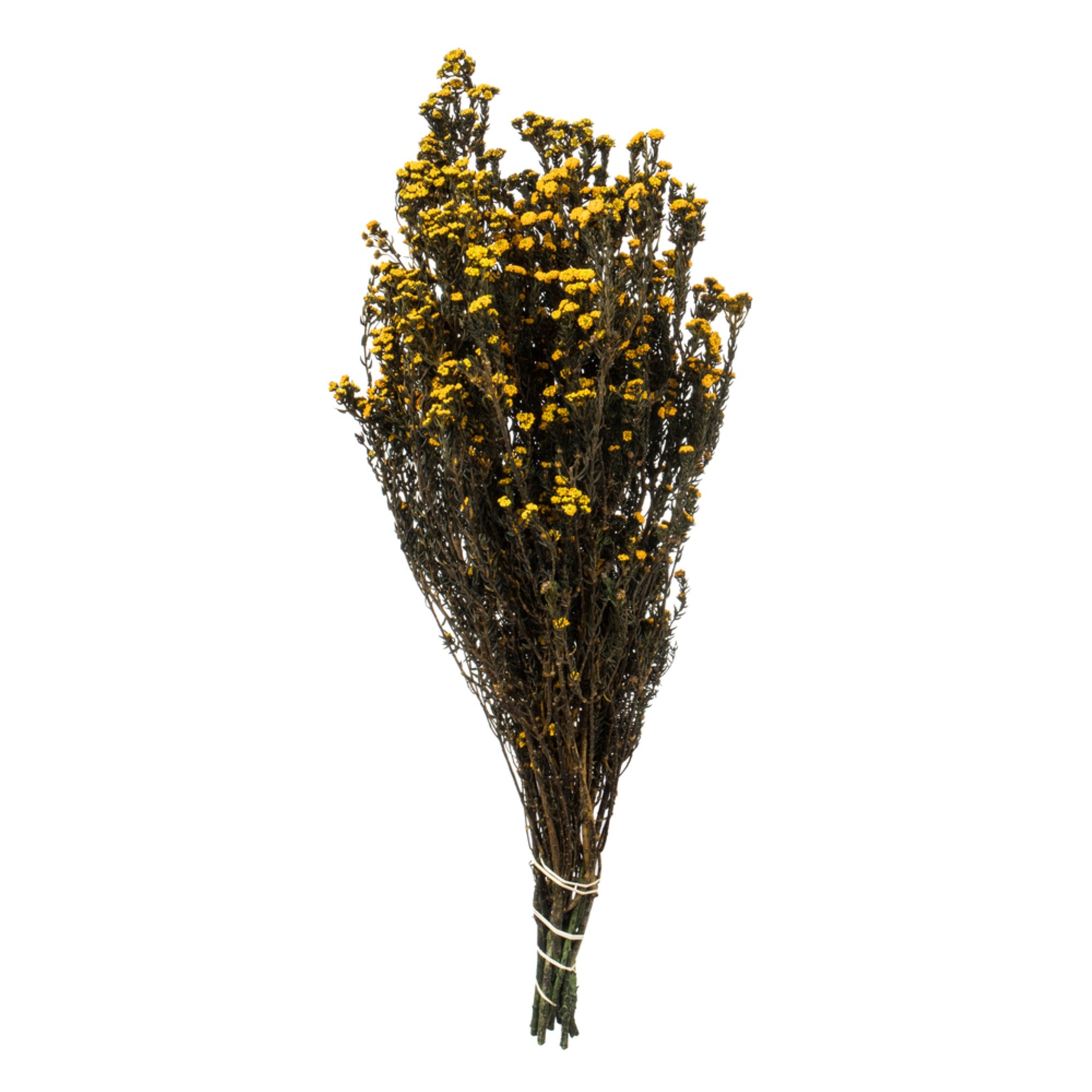 12-22 Aspen Gold Phylica Bundle 5oz