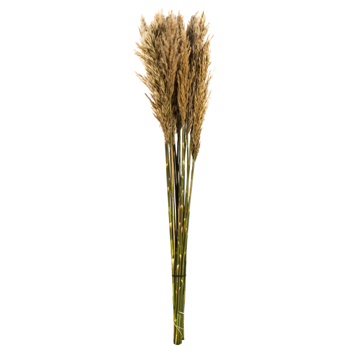 36 Inch  Ivory Plume Reed Bundle 7Oz
