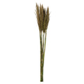 36 Natural Green Plume Reed Bundle 7oz