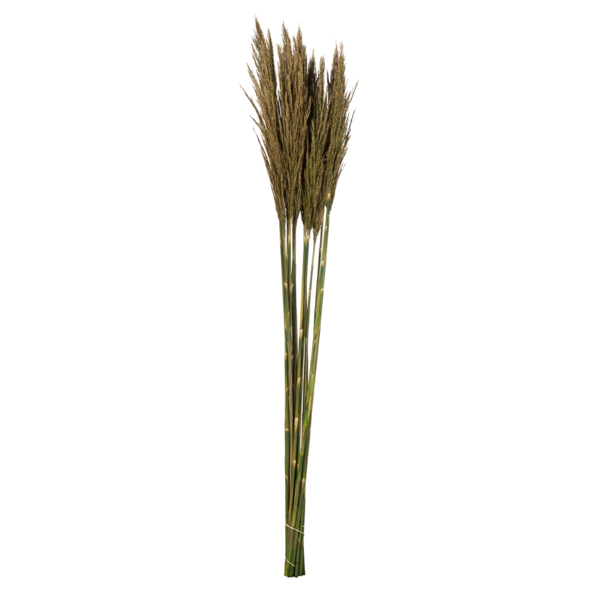 36 Natural Green Plume Reed Bundle 7oz