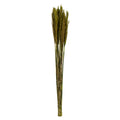 36 Inch  Green Plume Reed Bundle 7Oz